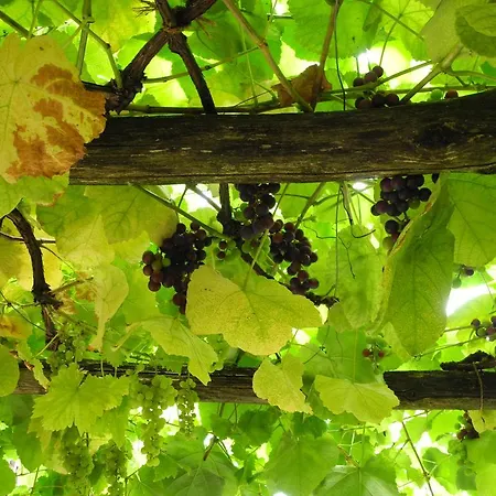 Хостел Mountain Urweider *