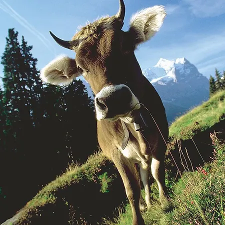 Mountain Urweider Хостел *